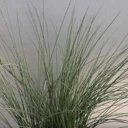 Juncus Inflexus 'Lovesick Blues' - Weeping Blue Rush (Bare Root) - Play It Koi