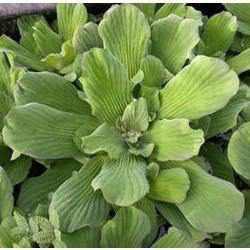 Jurassic Water Lettuce (Pistia Stratiotes) - Play It Koi