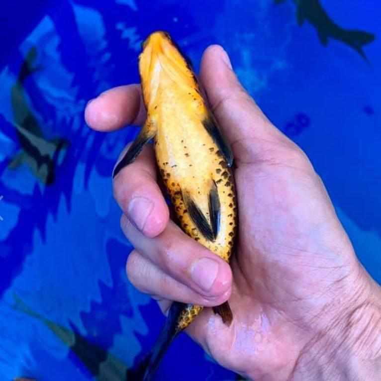 Karasugoi Black Karasu Koi - Play It Koi