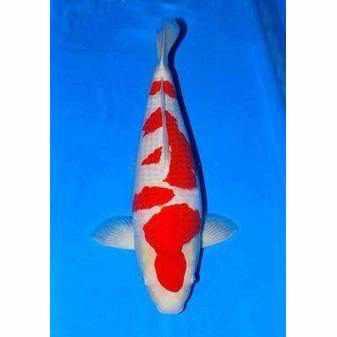 Kohaku - Play It Koi