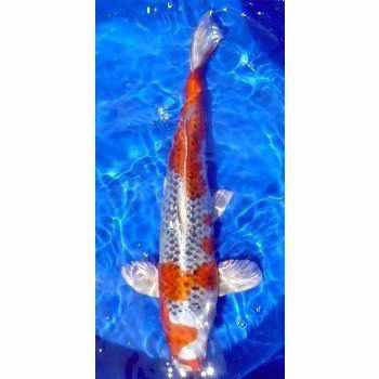 Kujaku - Play It Koi