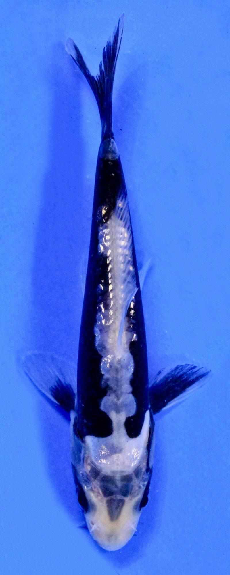 Kumonryu - Play It Koi