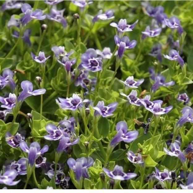 money wort plant Lindernia Grandiflora Blue Moneywort
