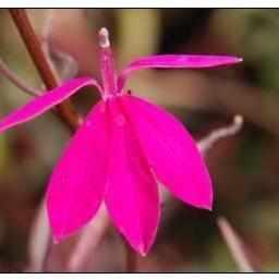 Lobelia 'Pacific Beauty' (Bare Root) - Play It Koi