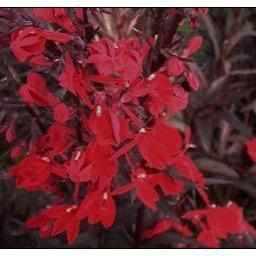 Lobelia ‘Queen Victoria’ (Bare Root) - Play It Koi