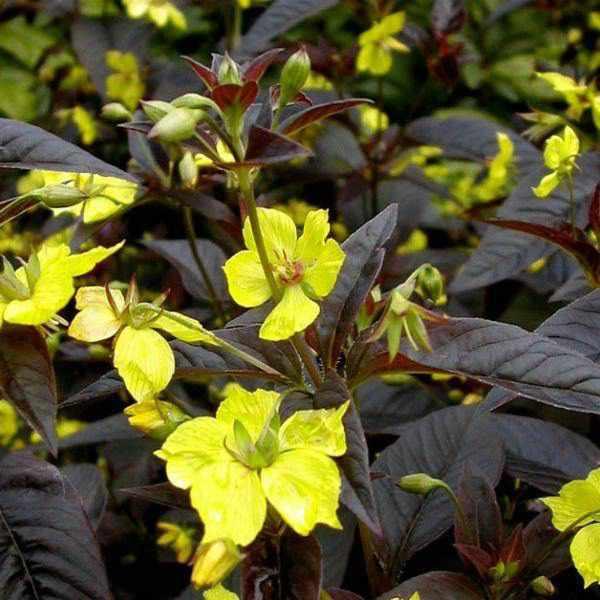 Lysmachia 'Firecracker' (Bare Root) - Play It Koi