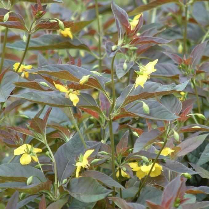 Lysmachia 'Firecracker' (Bare Root) - Play It Koi