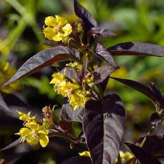 Lysmachia 'Firecracker' (Bare Root) - Play It Koi