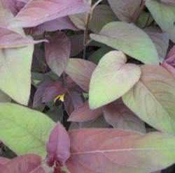 Lysmachia 'Firecracker' (Bare Root) - Play It Koi
