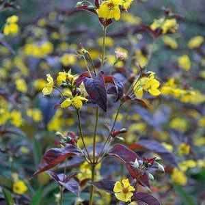 Lysmachia 'Firecracker' (Bare Root) - Play It Koi