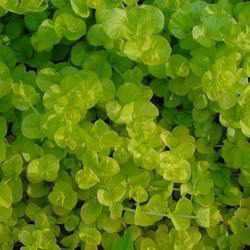 Lysmachia Nummilaria 'Aurea' - Golden Creeping Jenny (Bare Root) - Play It Koi