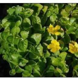 Lysmachia Nummilaria - Creeping Jenny (Bare Root) - Play It Koi