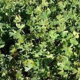 Marsilea schelpeana - Cut Leaf Clover (Bare Root) - Play It Koi