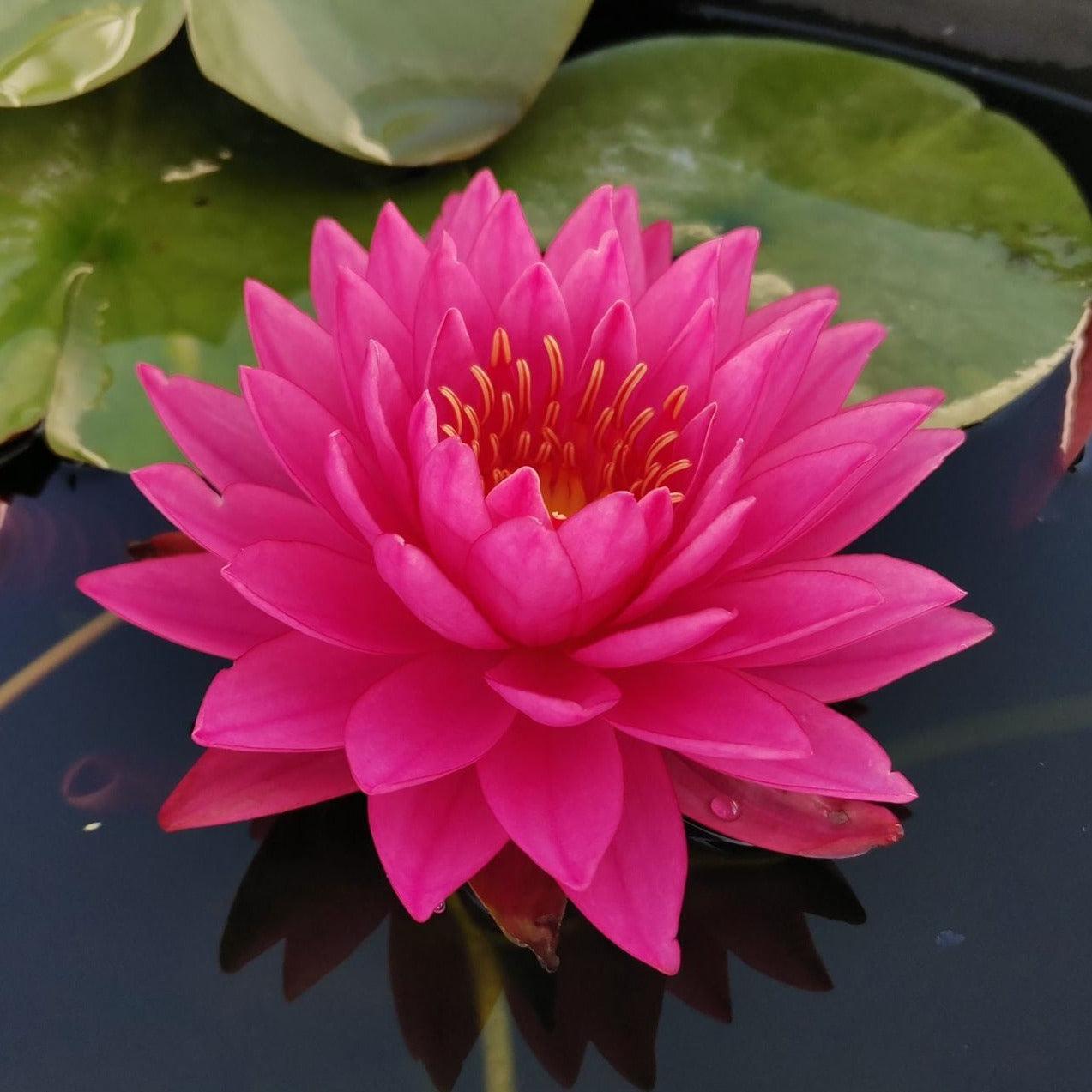 Mayla Hardy Waterlily N. Odorata Hybrid (Potted) - Play It Koi