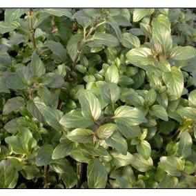 Mentha Aquatica - Water Mint (Bare Root) - Play It Koi