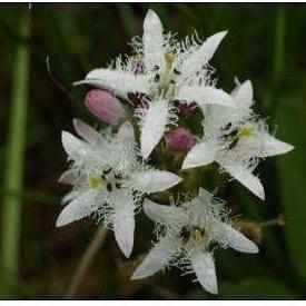 Menyanthes Trifoliata - Bog Bean (Bare Root) - Play It Koi