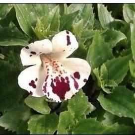 Mimulus 'Magic' - White Monkey Flower With Red Spots (Bare Root) - Play It Koi
