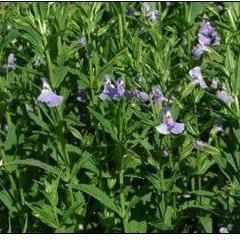 lavender musk pond plant Mimulus Ringens