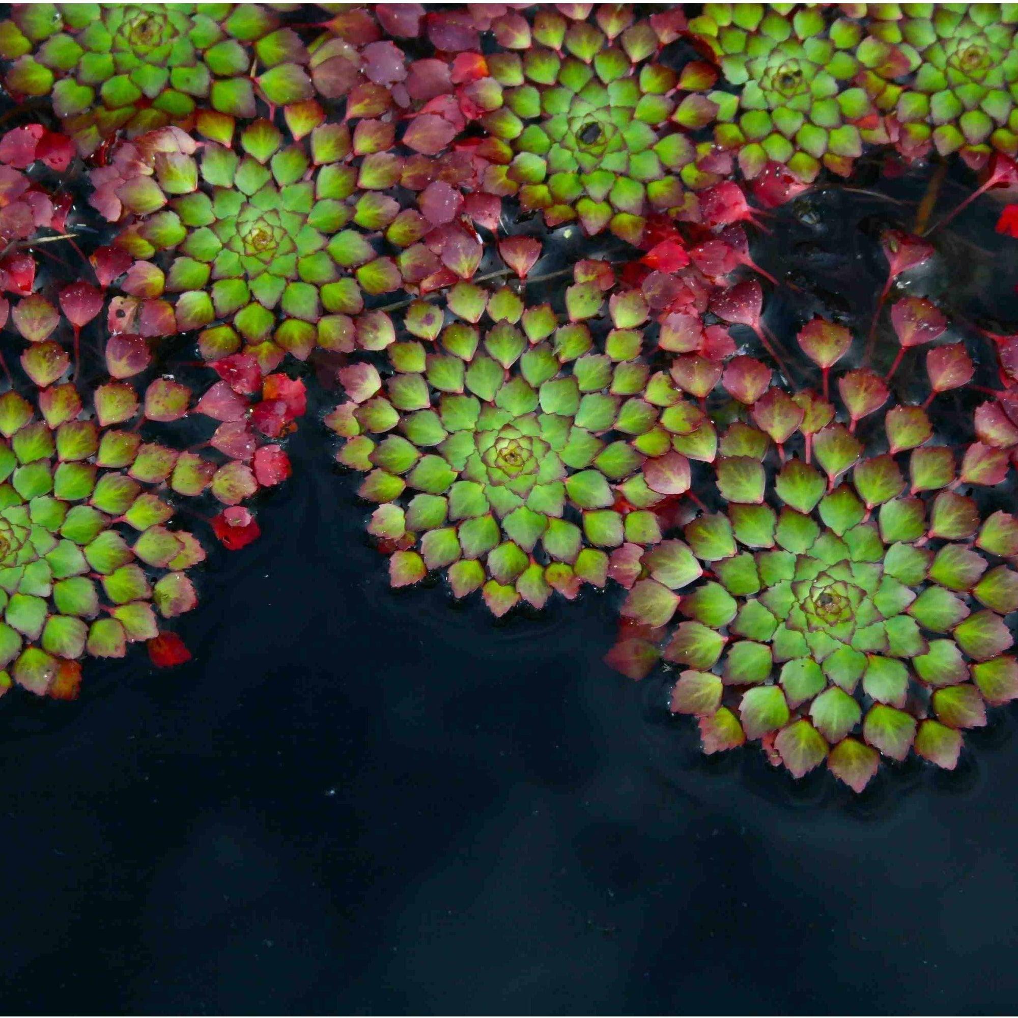 mosaic plant seeds Mosaic Plant