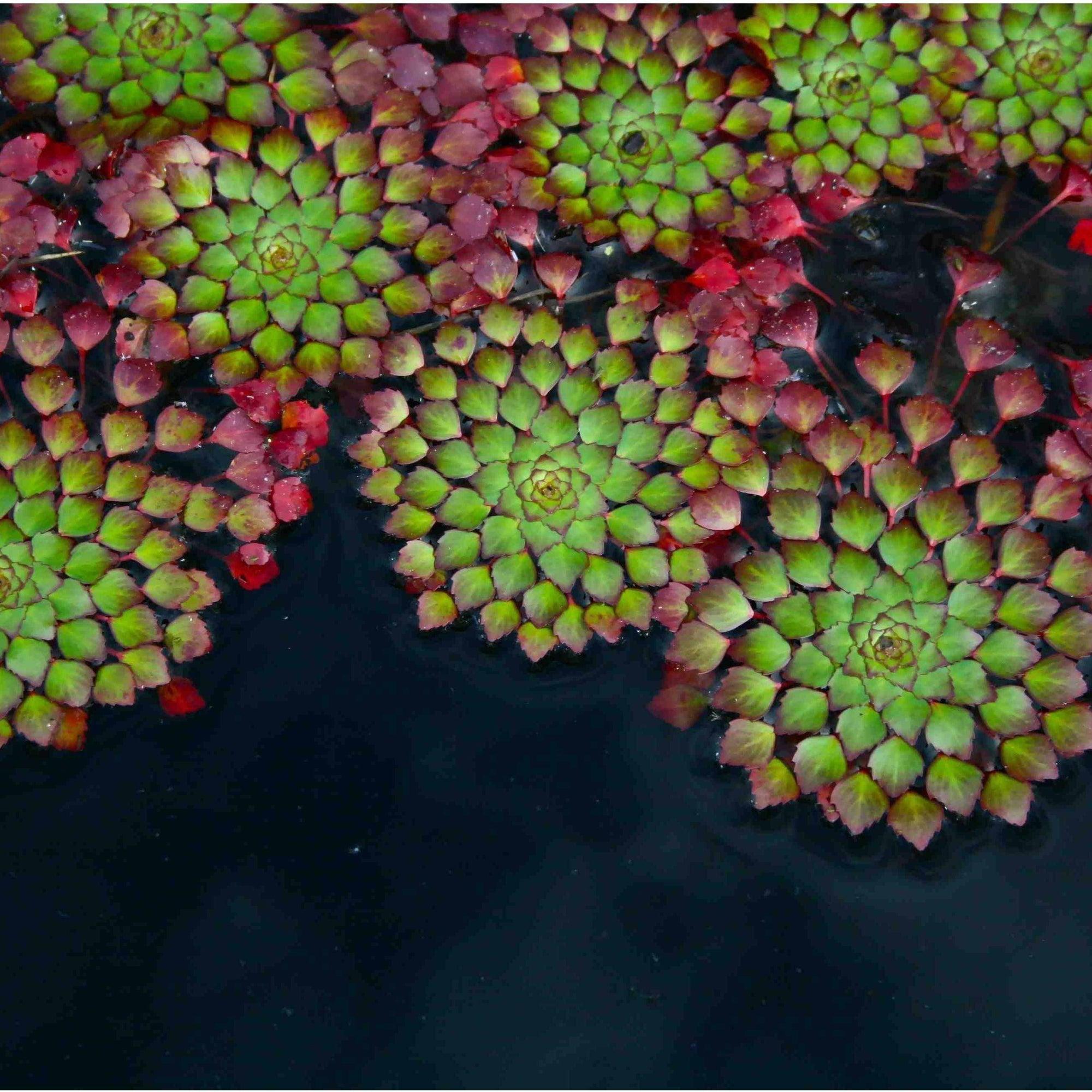 Mosaic Plant - Ludwigia Sediodes (Bare Root) - Play It Koi