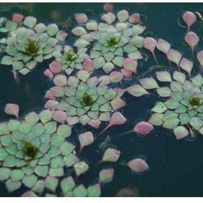 Mosaic Plant - Ludwigia Sediodes (Bare Root) - Play It Koi