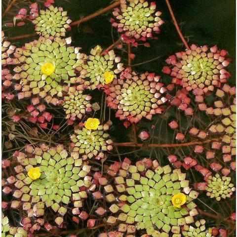 Mosaic Plant - Ludwigia Sediodes (Bare Root) - Play It Koi
