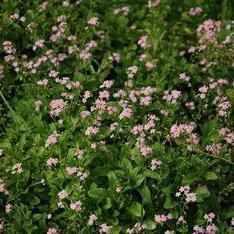 Myosotis Scorpioides 'Pinkie' - Pink Forget-Me-Not (Bare Root) - Play It Koi