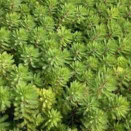 Myriophyllum Spp. - Dwarf Red-Stemmed Parrot's Feather (Bare Root) - Play It Koi