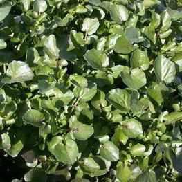 Nasturtium Officinale - Watercress (Potted) - Play It Koi