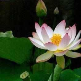 Nelumbo Nucifera 'American Three Color' Lotus (Bare Root) - Play It Koi
