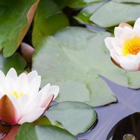 Nelumbo Nucifera 'American Three Color' Lotus (Bare Root) - Play It Koi