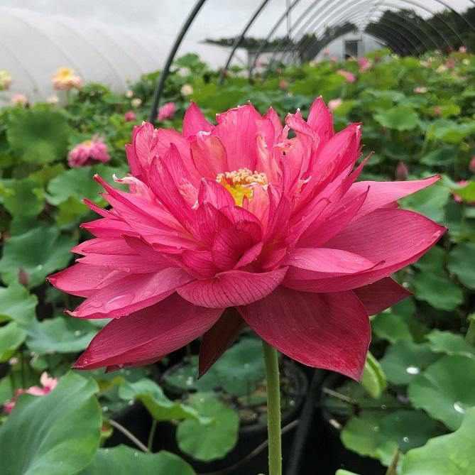 Nelumbo Nucifera 'Deepest Loving' Lotus (Bare Root) - Play It Koi