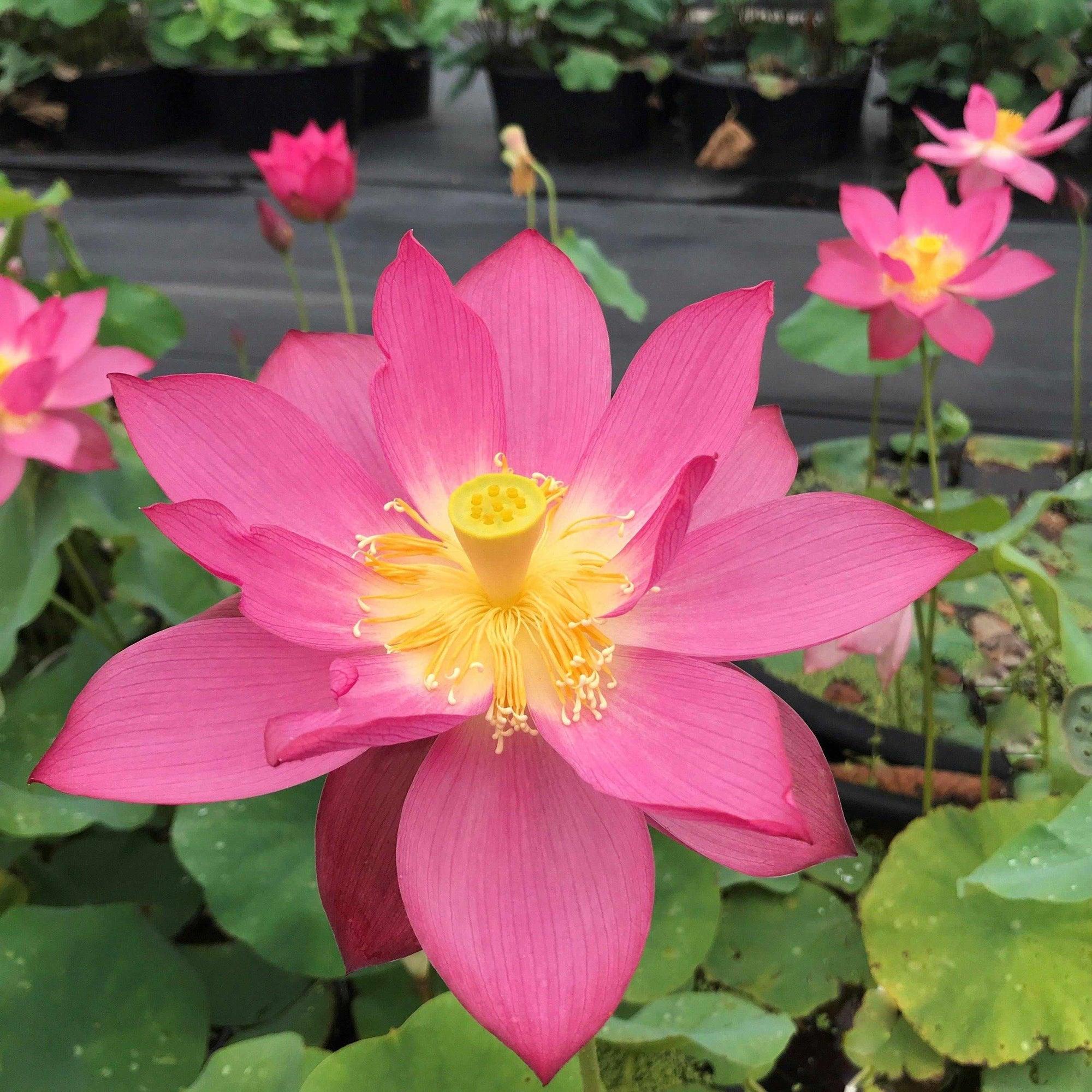 Nelumbo Nucifera 'East Lake Pink' Lotus (Bare Root) - Play It Koi