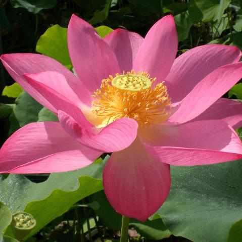 Nelumbo Nucifera 'Flame Clouds' Red Lotus (Bare Root) - Play It Koi