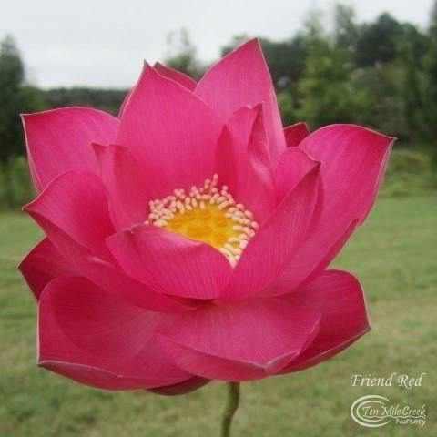 Nelumbo Nucifera 'Friend Red' Lotus (Bare Root) - Play It Koi