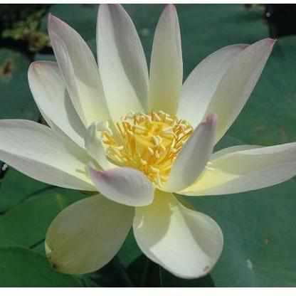 Nelumbo Nucifera 'Green Maiden' Lotus (Potted) - Play It Koi