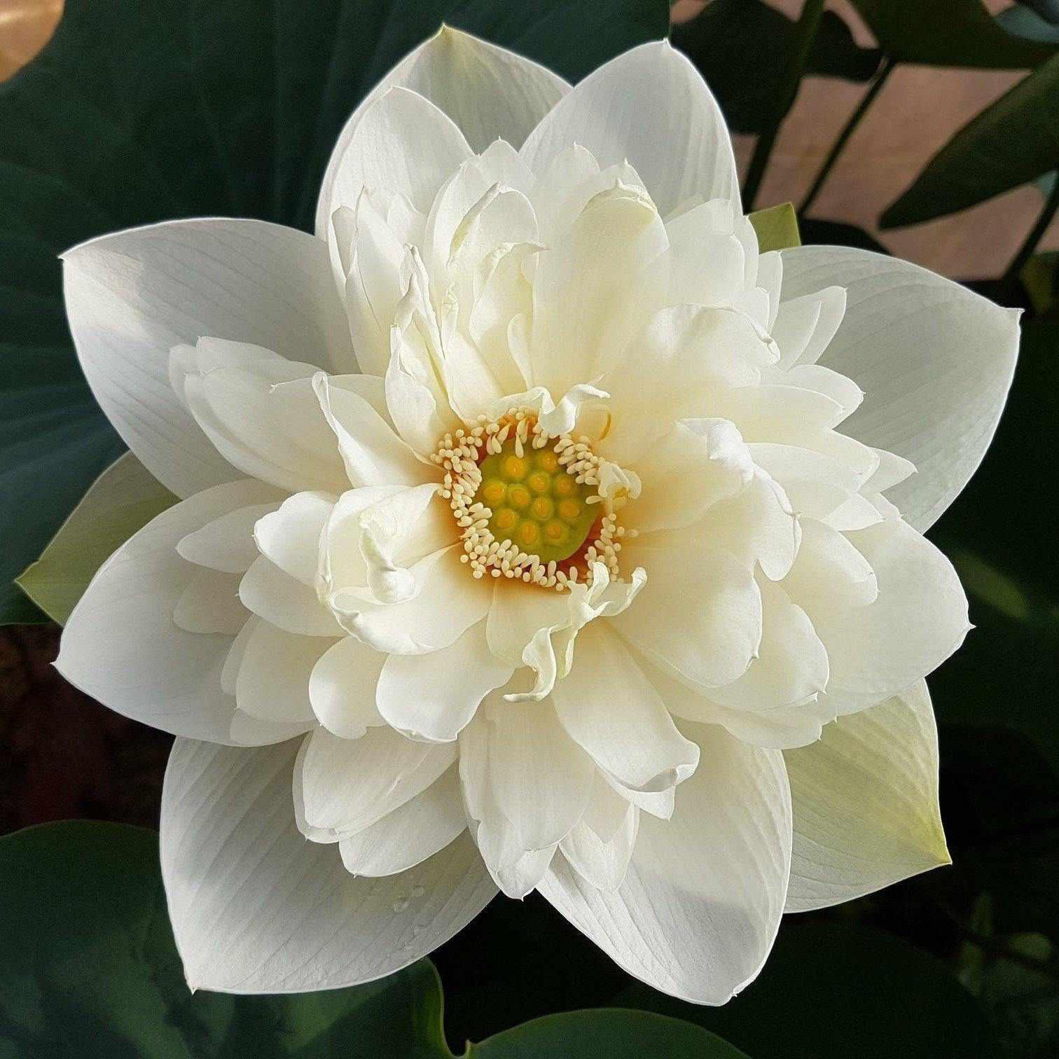 Nelumbo Nucifera 'High Cotton' Lotus (Bare Root) - Play It Koi