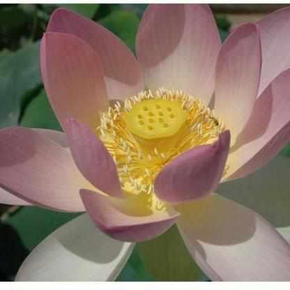 Nelumbo Nucifera 'Hindu Lotus' (Bare Root) - Play It Koi