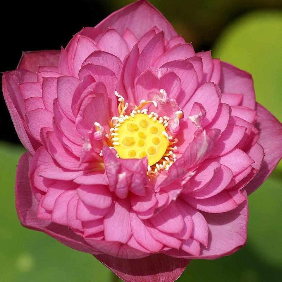 Nelumbo Nucifera 'Holy Fire' Lotus (Bare Root) - Play It Koi