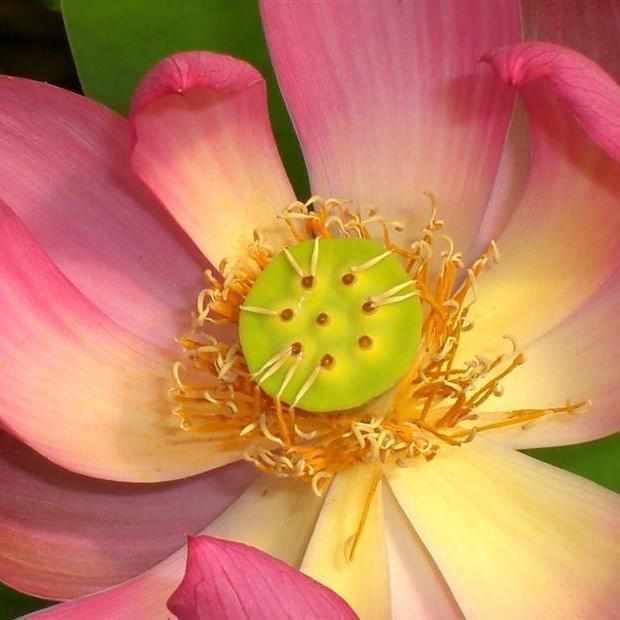 Nelumbo Nucifera 'Little Red Missing' Lotus (Bare Root) - Play It Koi