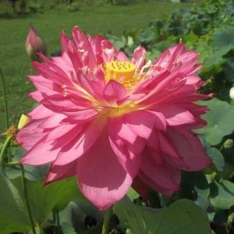 Nelumbo Nucifera 'Long Petal Peach-Red' Lotus (Bare Root) - Play It Koi