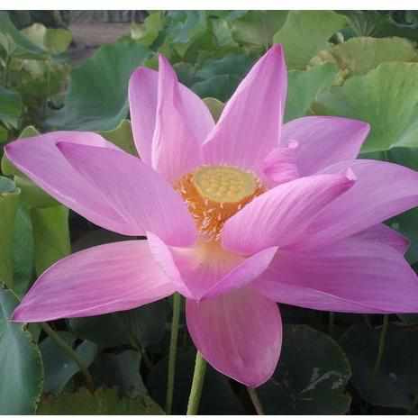 Nelumbo Nucifera 'Maggie Belle Slocum' Lotus (Bare Root) - Play It Koi