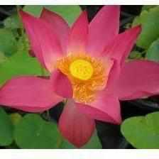 Nelumbo Nucifera 'Pekinesis Rubra' Red Lotus (Bare Root) - Play It Koi
