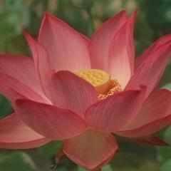 Nelumbo Nucifera 'Pekinesis Rubra' Red Lotus (Bare Root) - Play It Koi