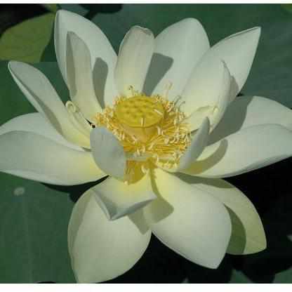Nelumbo Nucifera 'Perrys Giant Sunburst' Lotus (Bare Root) - Play It Koi