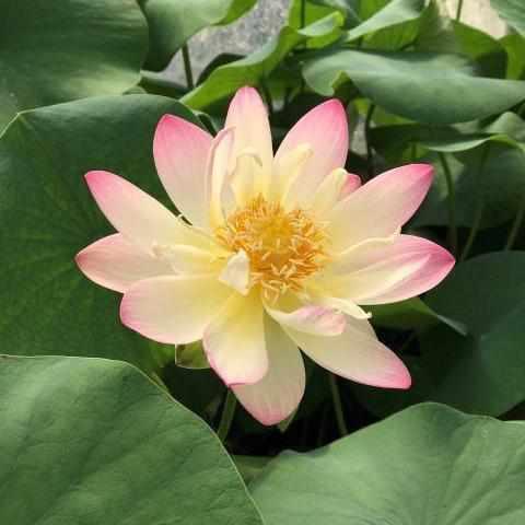 Nelumbo Nucifera 'Princess Abby' Lotus (Potted) - Play It Koi