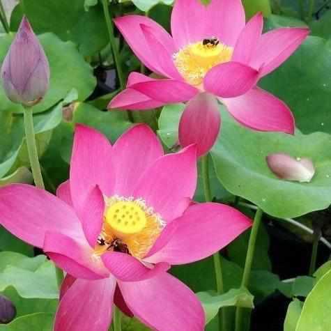 Nelumbo Nucifera 'Red at Sunset' Lotus (Bare Root) - Play It Koi