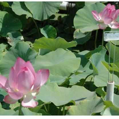 Nelumbo Nucifera 'Rosy Clouds' Lotus (Bare Root) - Play It Koi