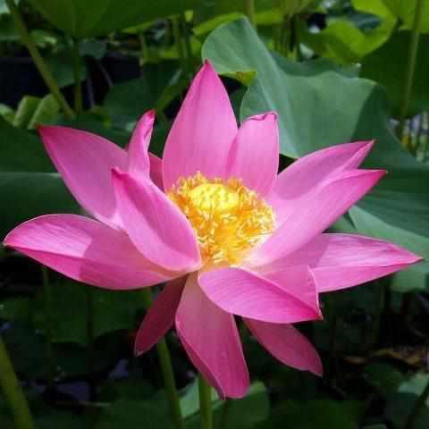 Nelumbo Nucifera 'Russian Red' Lotus (Bare Root) - Play It Koi