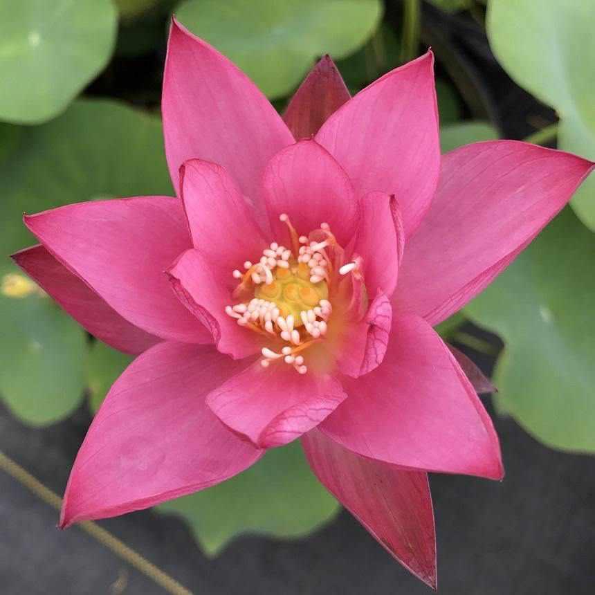 Nelumbo Nucifera 'Sparks' Lotus (Bare Root) - Play It Koi